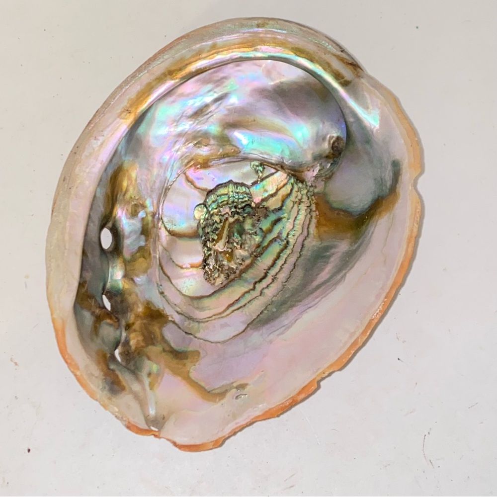 Vintage Large Iridescent Natural Red Abalone Shell